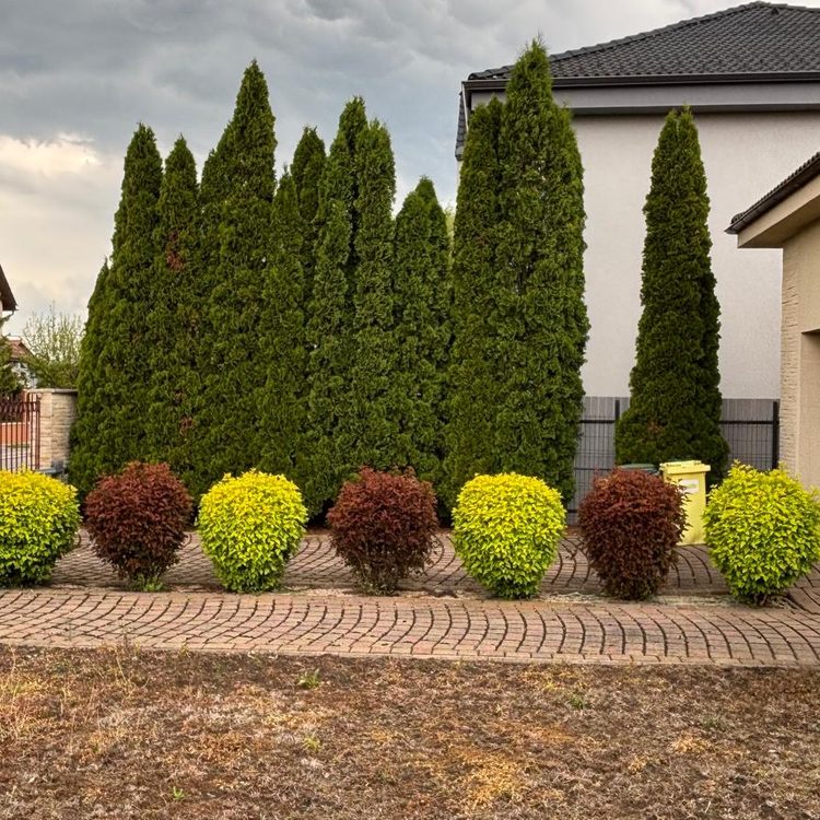 Plantații ornamentale la intrarea în curte