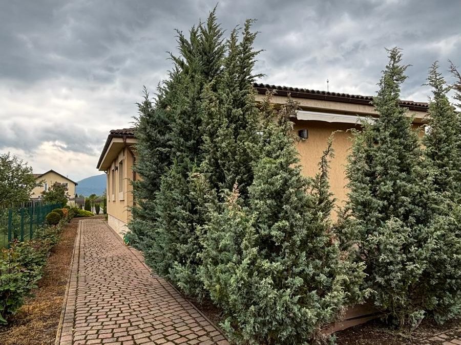 Alee pavată cu conifere decorative plantate în șir